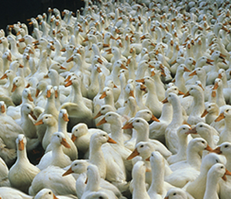 山东日照现代渔业产业园水养殖供热项目